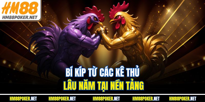 Bí kíp từ các kê thủ lâu năm tại nền tảng