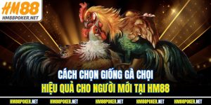 Cách Chọn Giống Gà Chọi Hiệu Quả Cho Người Mới Tại HM88