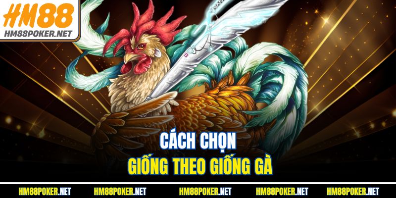 Cách chọn giống theo giống gà