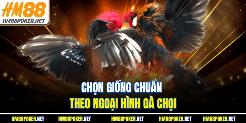 Chọn giống chuẩn theo ngoại hình gà chọi