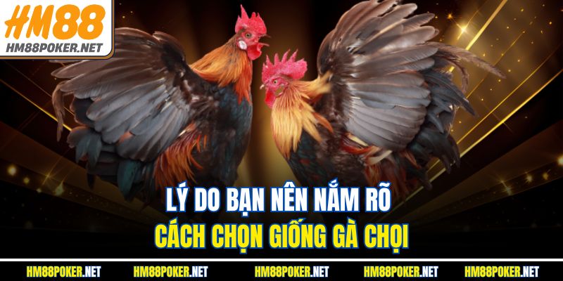 Lý do bạn nên nắm rõ cách chọn giống gà chọi